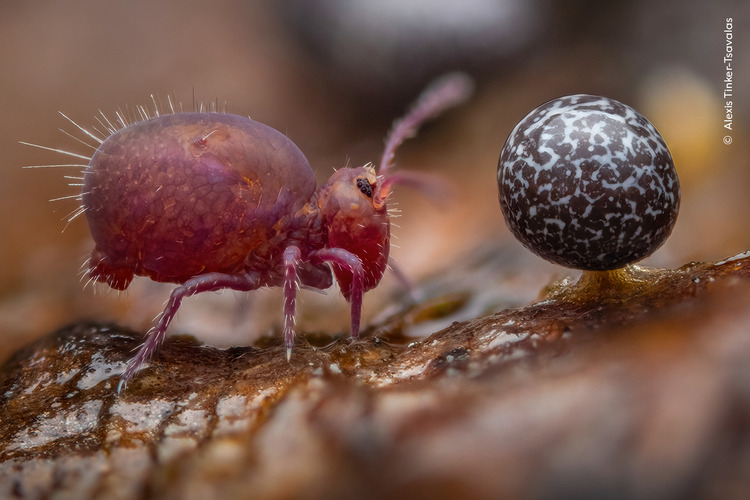 Alexis Tinker-Tsavalas rolls a log over to see the fruiting bodies of slime mould and a tiny springtail. 