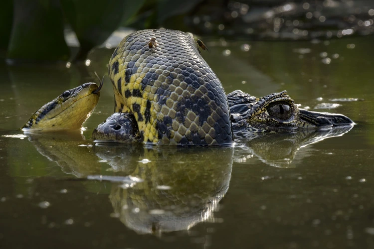 Karine Aigner recognises the skin of a yellow anaconda as it coils itself around the snout of a yacaré caiman. 