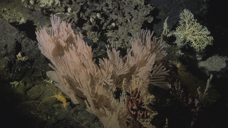 Untrawled benthic environment on seamount