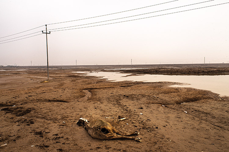 The carcass of a water buffalo lies on the ground where the marshes to the north of Basra once provided a living for the local community of farmers and fishers