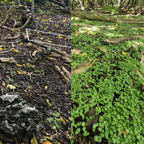 Island-Conservation-RMI-Recovery-Seedlings-horizontal-square