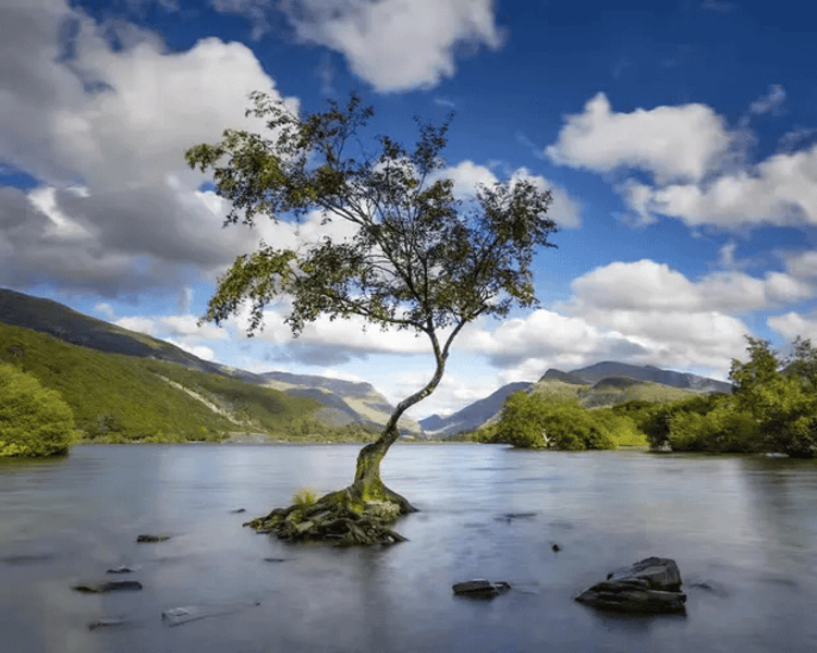 The Lonely Tree in Llanberis, Wales.