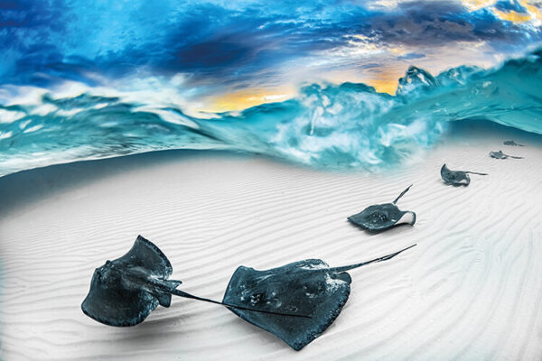 J Gregory Sherman, winner, Wide Angle. ‘My dive partner and I chartered a boat to arrive at Stingray City on Grand Cayman before dawn so as to capture the morning light and undisturbed sand ripples. Just as the sun broke the horizon, a line of southern stingrays headed straight for me and I captured this image as they glided across the sand’