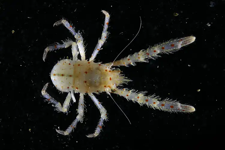 A red-spotted squat lobster