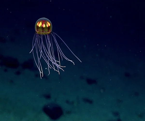 An unnamed jellyfish in the Mariana Trench