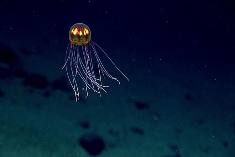 An unnamed jellyfish found in a 2016 NOAA expedition to the Mariana Trench.