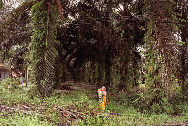 Paraquat: banned in Europe, on sale in Indonesia