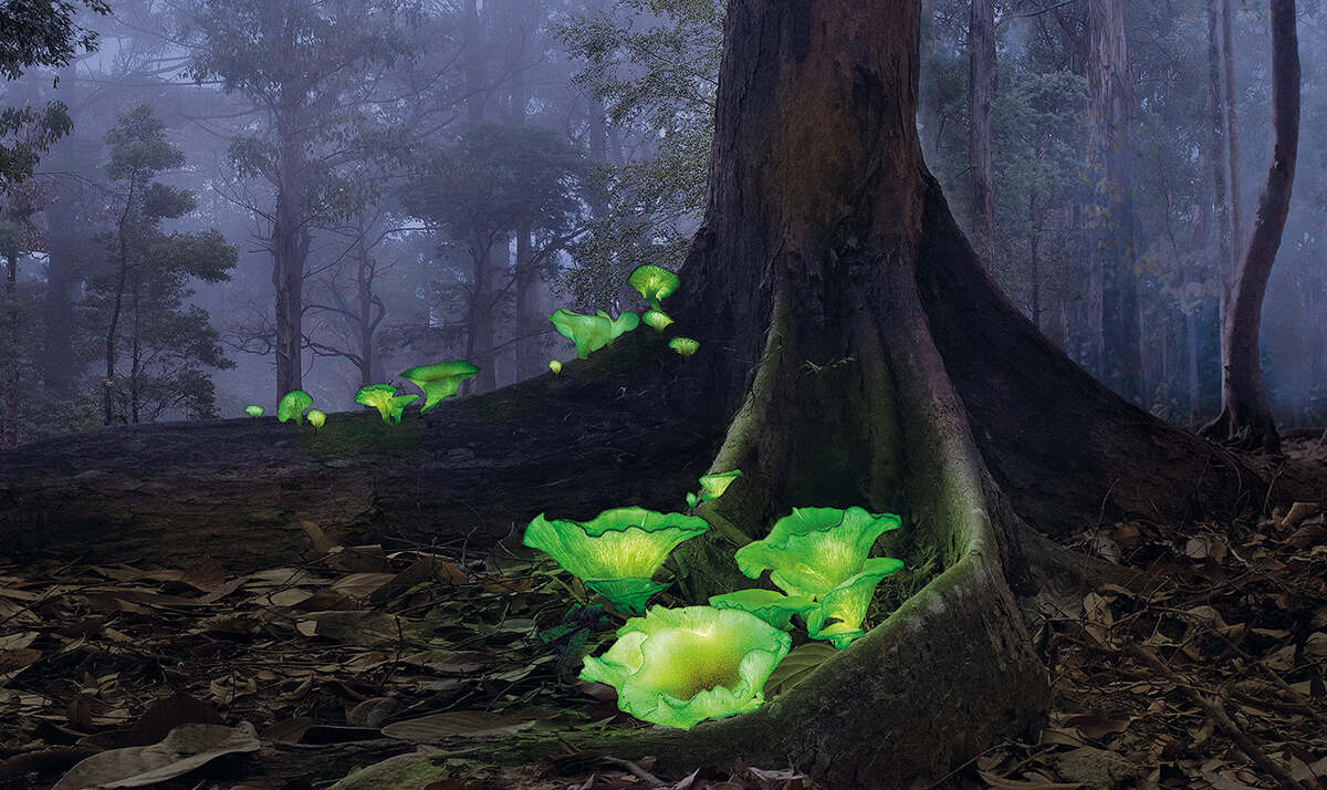 Ghost mushrooms by Callie Chee showng some neon green mushrooms at the bottom of a tree trunk at night