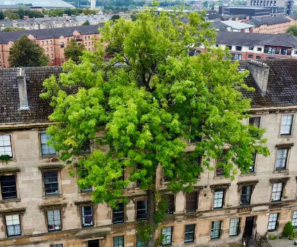 The UK Tree of the Year 2025 shortlist