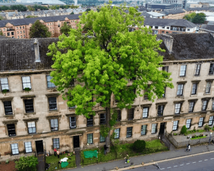 The Argyle Street Ash in Glasgow