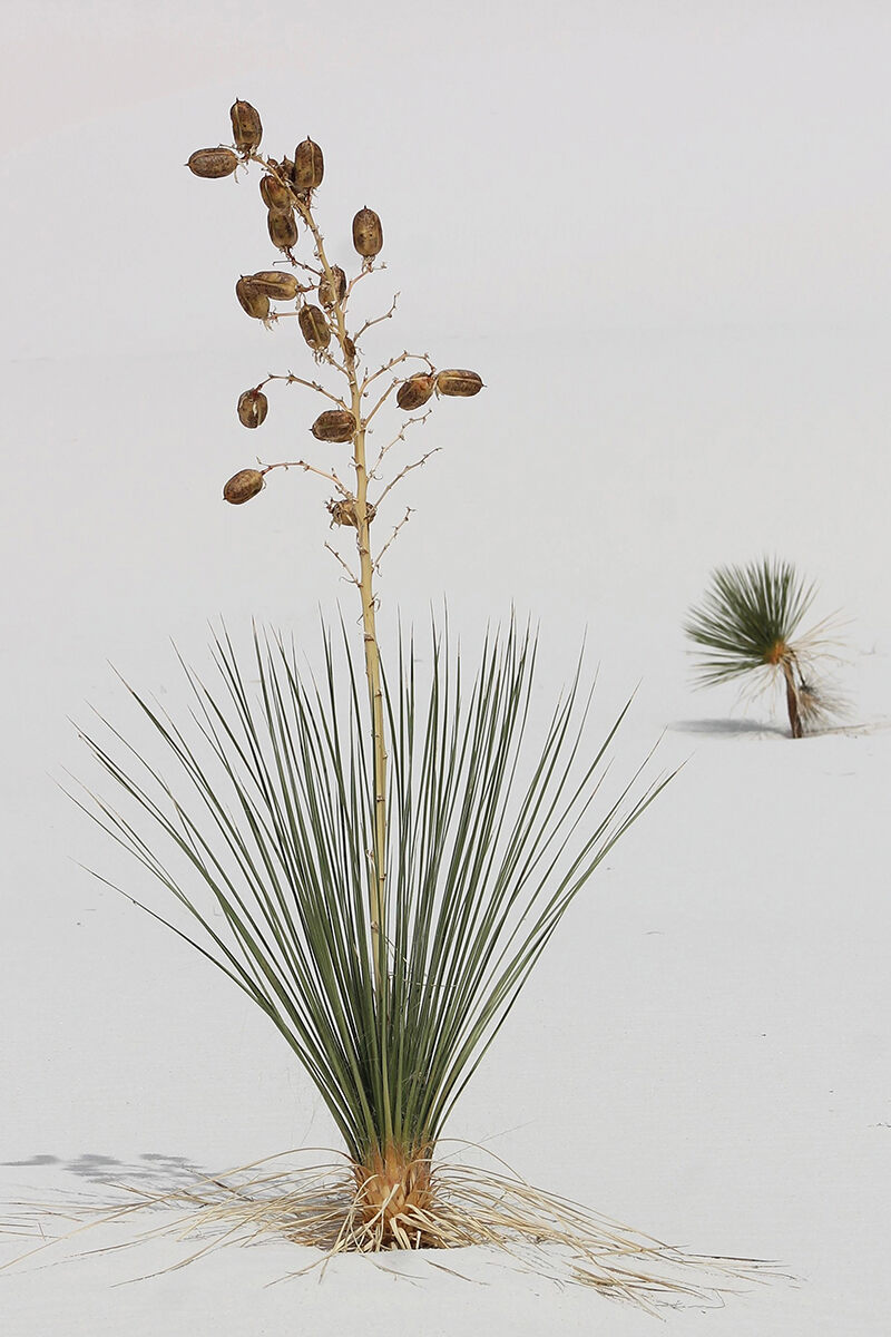 Soaptree yuccas photographed in white sand by Xiaoling Keller