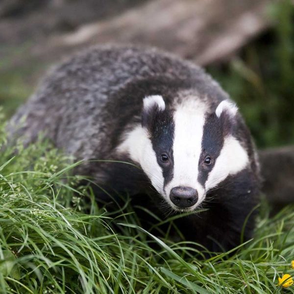 Badger