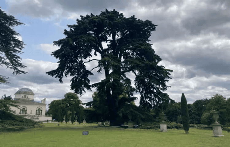 The Beatles' Cedar Tree in Chiswick