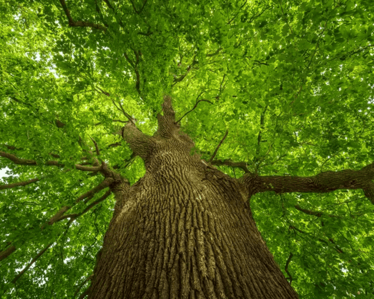 The Knole Park Oak in Kent