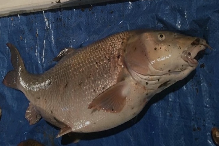 A deceased large barbel after millions of litres of sewage were discharged into the water by Thames Water