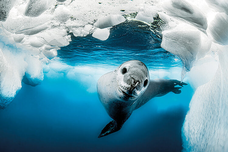 Rafael Fernandez Caballero, runner up, Portrait. ‘For me, the leopard seal is the most special and epic predator on the planet’