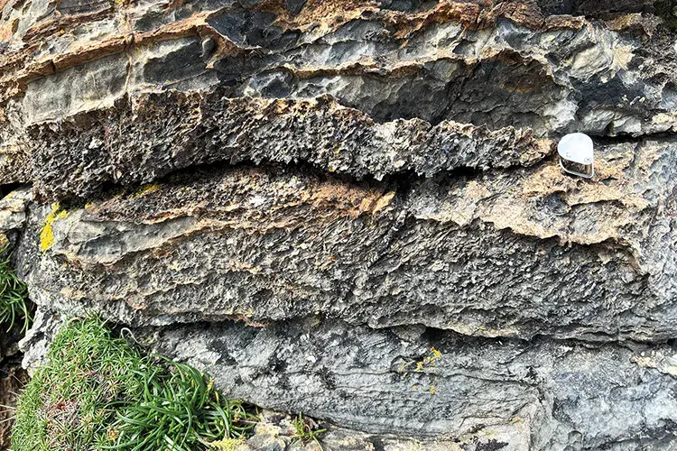 Layers of microbially-influenced limestone (stromatolite), typically formed in tropical climes