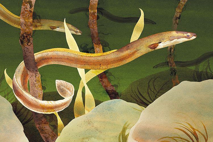 Populations of the European eel have decline by up to 90 per cent since the 1980s