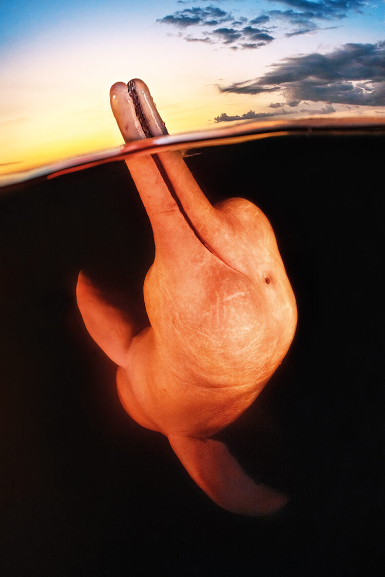 Kat Zhou, winner, Up & Coming. ‘After seeing how botos [Amazon river dolphins] would sometimes bring their beaks above water, I knew I wanted a split shot at sunset. Although the water was so dark that I was shooting blind, this dolphin gave me a perfect pose and smile!’