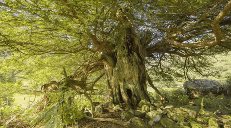 Borrowdale Yews in Cumbria