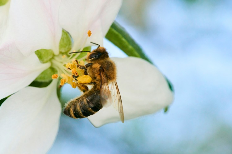 A bee collecting pollen and nectar from a apple tree flower.