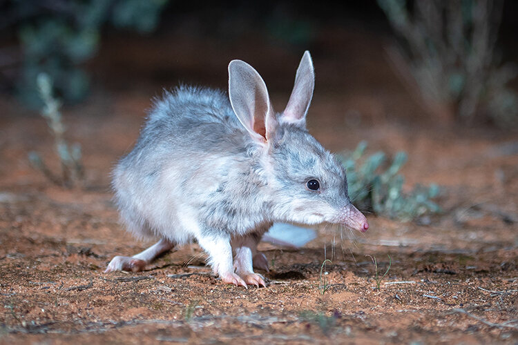 The nocturnal bilby