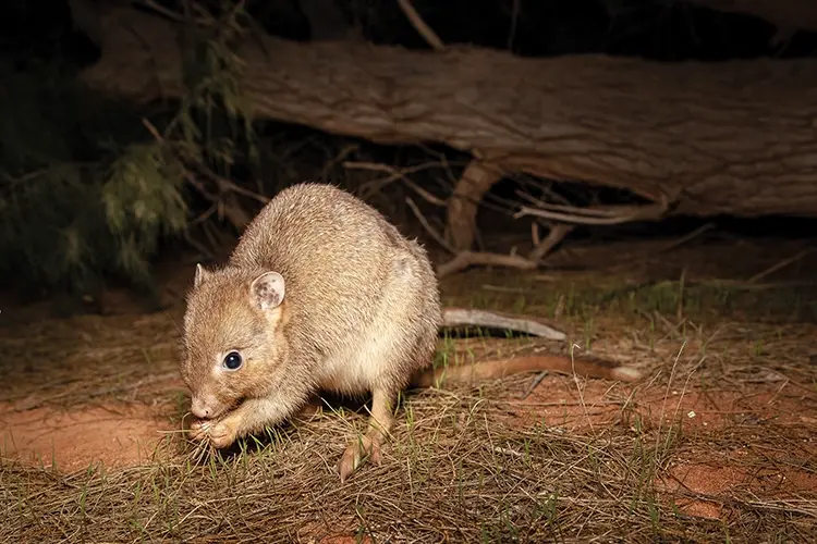 Early explorers found swarms of burrowing bettongs