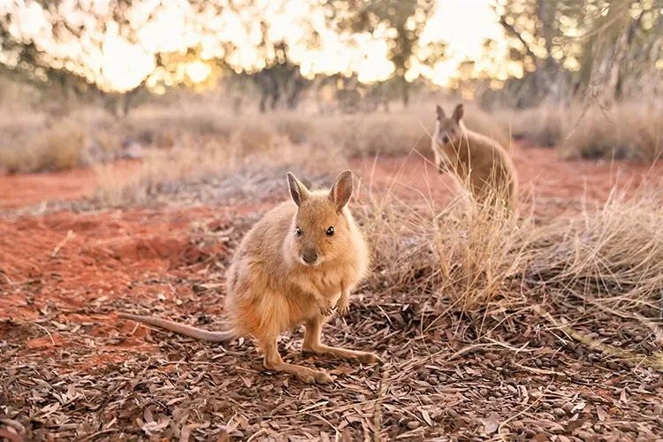 Mala once ranged across most of the Australian interior