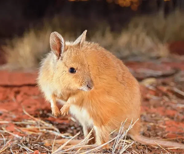 The rufous hare-wallaby, or mala, is one of the smallest marsupials