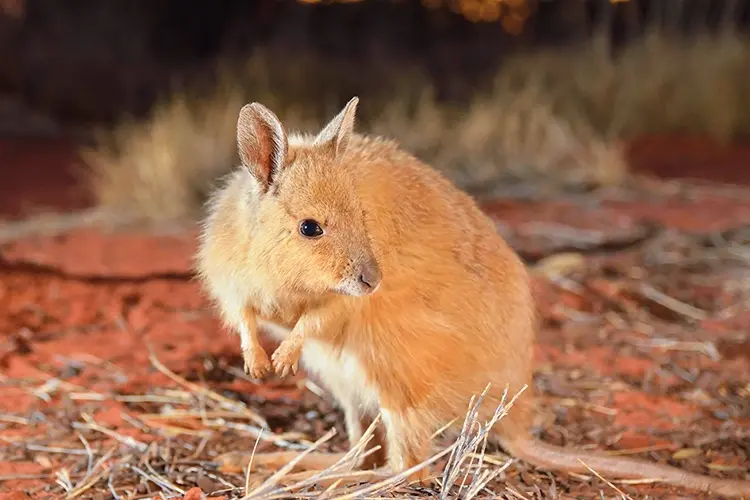 The rufous hare-wallaby, or mala, is one of the smallest marsupials