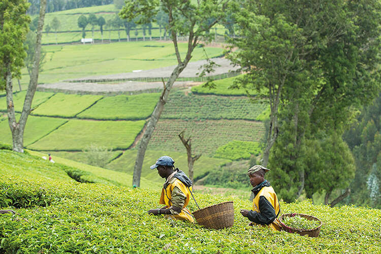 The highlands of Rwanda are ideal for tea plantations - one of the country’s fastest growing agricultural sectors