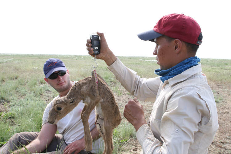 Albert Salemgareyev weighs a juvenile saiga antelope