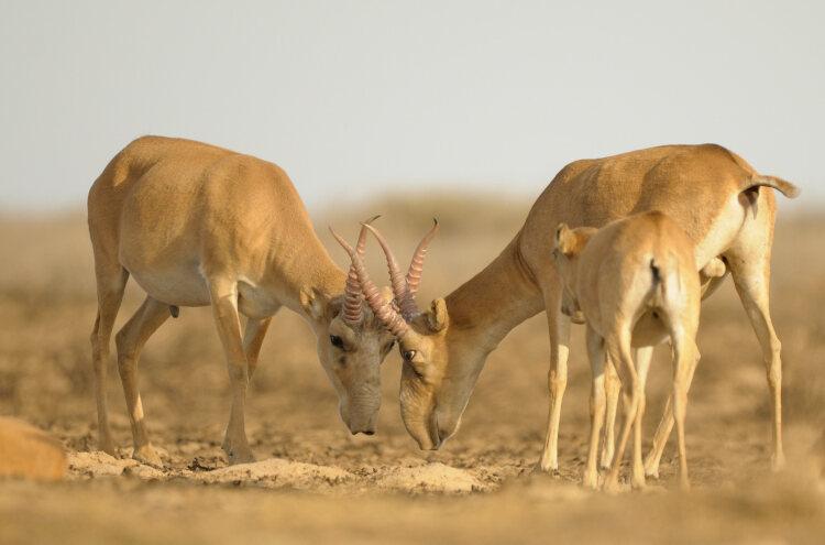 Two adult and one juvenile saiga antelopes 