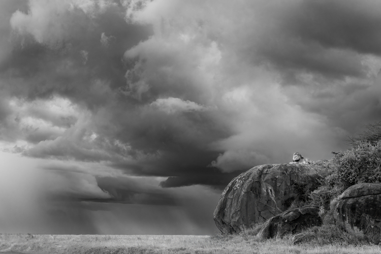 “Photographed in the Eastern Serengeti, Tanzania, during the rains, Call Of The Kopjes portrays a lone male lion, known locally as Scar, standing sentinel atop a granite outcrop as a storm gathers behind him. With his namesake wound etched across one eye, Scar was a formidable and familiar presence in the region, his reign marked by resilience. In this fleeting moment, his stance felt both defiant and timeless. The kopje, more than a perch, was his vantage point - a place of command and refuge above the stormy plains.

