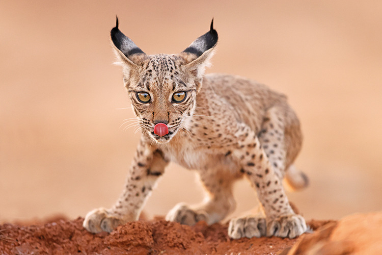 Iberian lynx, Antonio Liebana Peñalajo, Ciudad Real, Spain