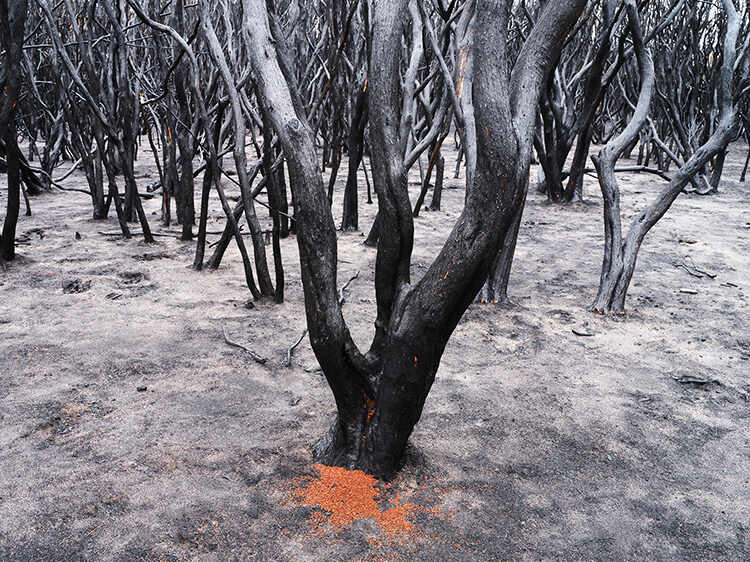 Tea-tree forest, Mallacoota, New South Wales, Australia, March 2020 (from the series Scorched Topographies)