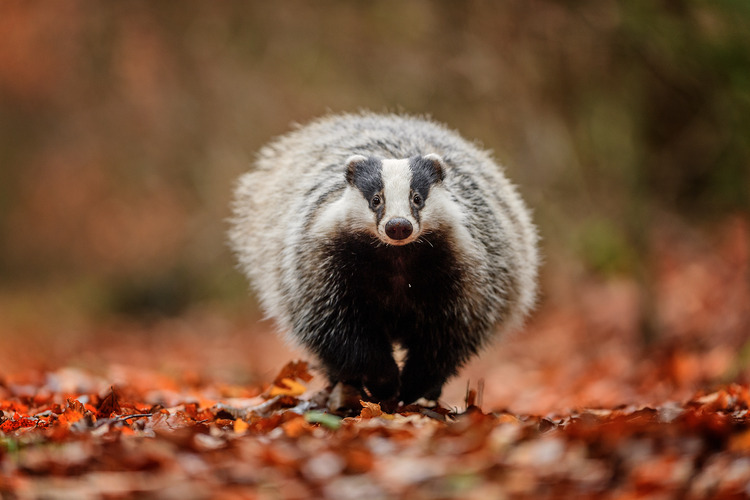 British government proposes new badger cull to combat bovine TB