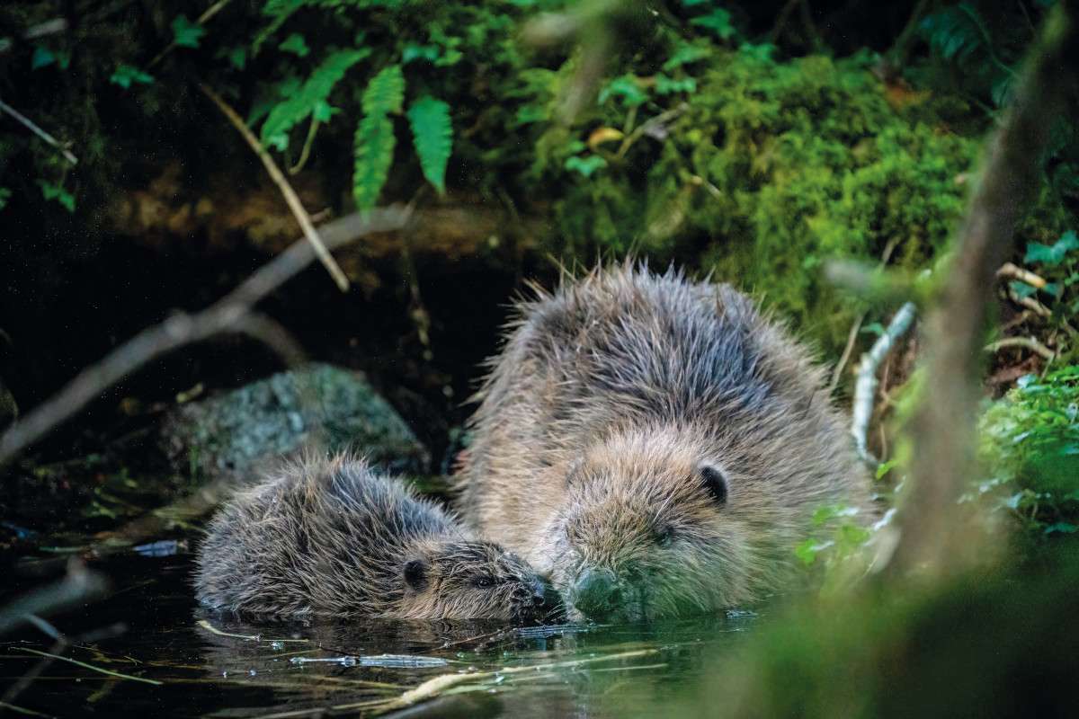 A beaver and a kit in a river in Cornwall