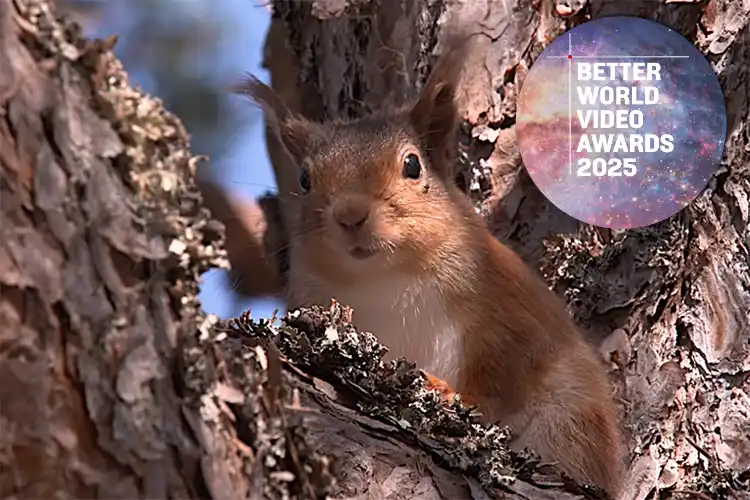 Better World Video Awards 2025: Alladale Wilderness Reserve