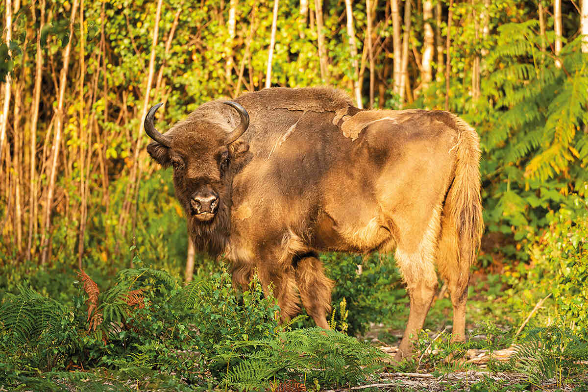 The matriarch bison standing in woodland staring at camera