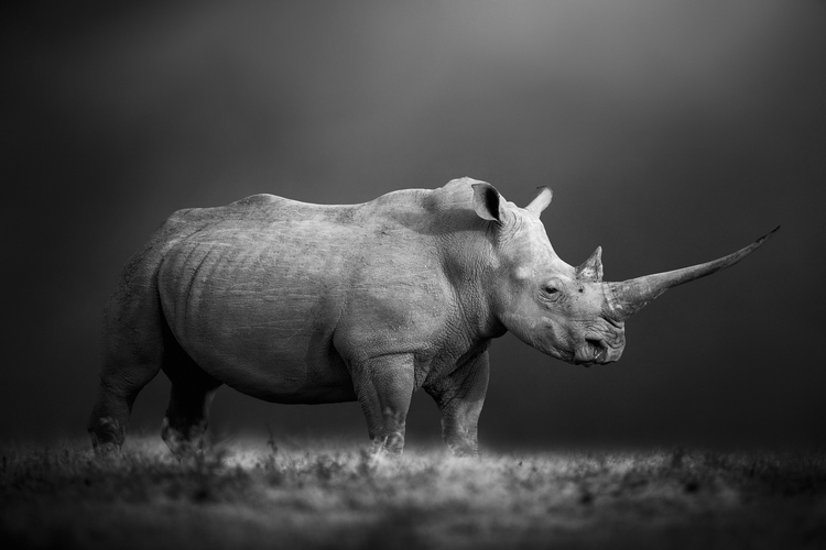 “A southern white rhino with an unusually long horn stands steadfast against a black backdrop, embodying nature’s unyielding power. This was taken in Solio Game Reserve, Kenya. I felt truly blessed to see such a majestic and rare creature, and it was as if I had been transported back in time to an era when dinosaurs roamed the earth. Using a monochrome style, I intended to capture the animal’s raw power and ancient heritage. Due to poaching, only a few of these extraordinary giants remain in the wild. Poachers target the longest horns, and just one kilogram of rhino horn can be worth up to USD$60,000 on the black market.” 