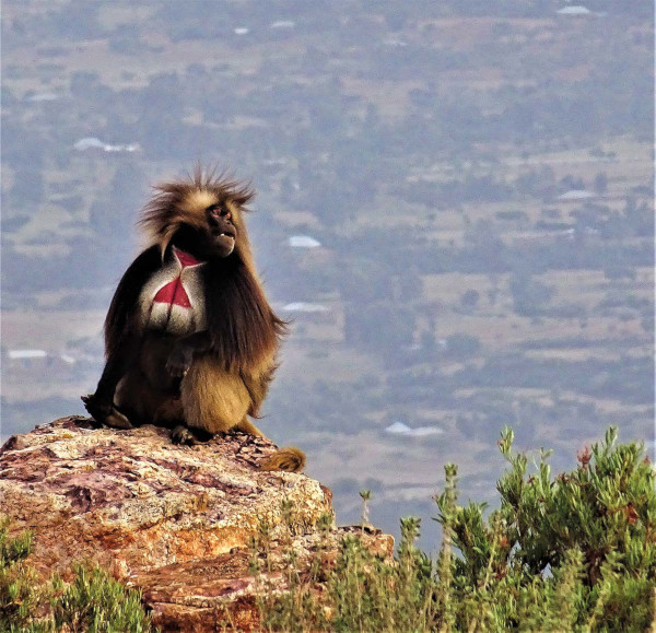 The gelada baboon is sometimes known as the bleeding heart monkey