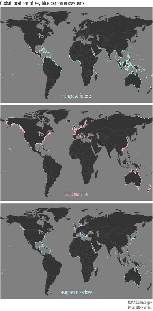 Blue carbon ecosystems