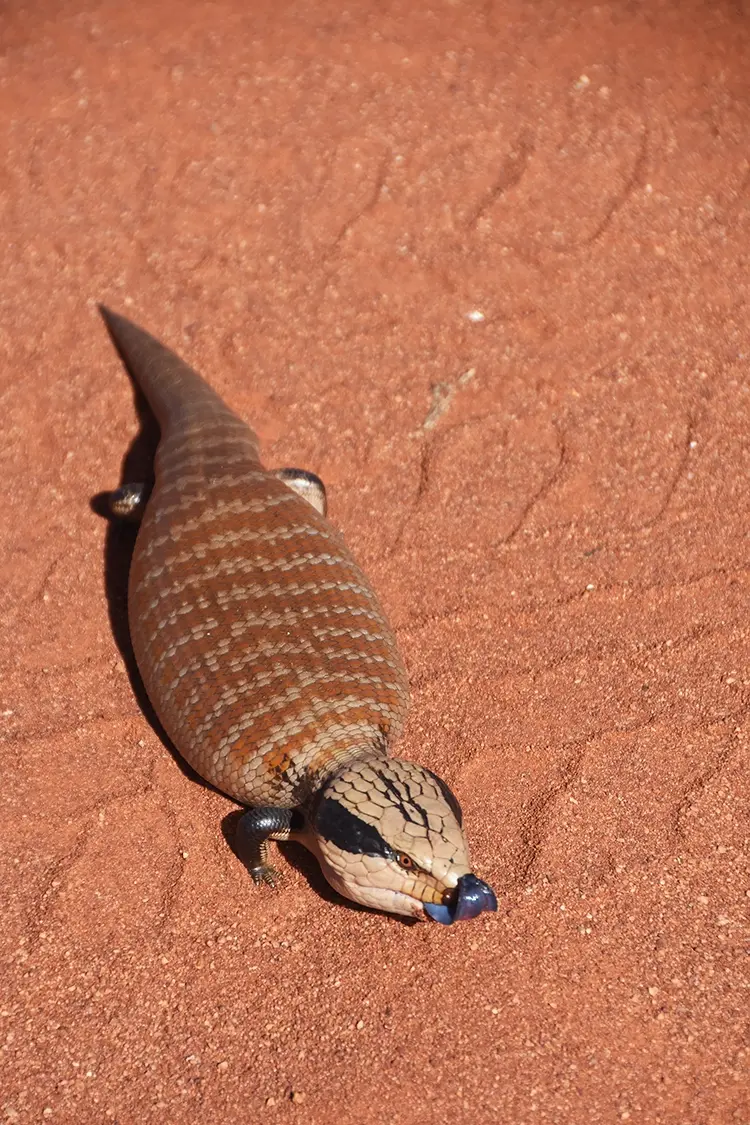 A blue-tongue lizard soaks up the sun