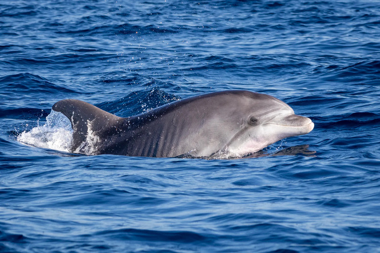 Bottlenose dolphin in Adriatic