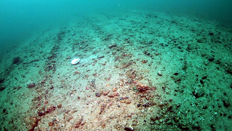 Scour marks can be seen running through the otherwise empty seabed