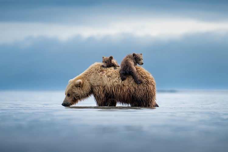 This image is of a mother brown bear carrying her cubs back to shore in Katmai National Park, Alaska, United States. They had napped in low tide after digging for clams for a few hours. They were clearly exhausted and didn’t wake up until the water had risen around them. The cubs were scared and too young to swim. The sow let the cubs get on her back to bring them to safety. I watched as the story unfolded. I had a feeling she would end up putting the cubs on her back and was hoping for just that. Sure enough, once the water rose a bit more, they woke up andm cubs crying, the mother huffed and they knew to climb up and get a ride back to shore. It’s one of my favorite moments I’ve witnessed