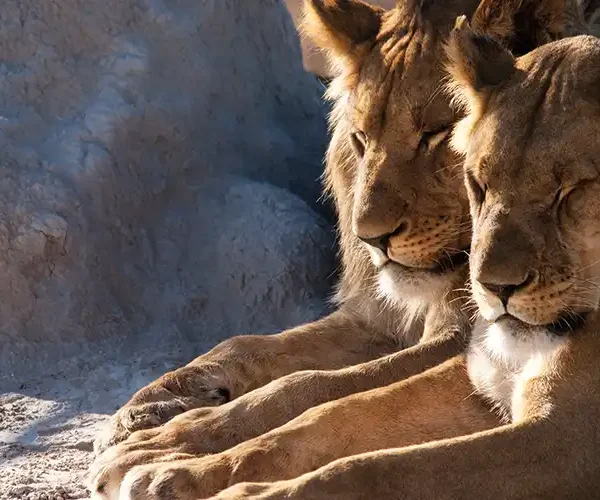 Back to the Delta – on safari in Botswana
