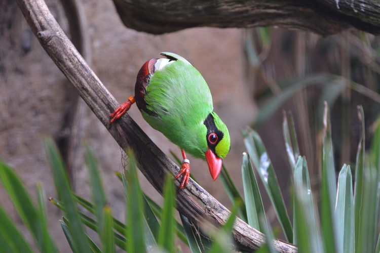 Javan green magpie