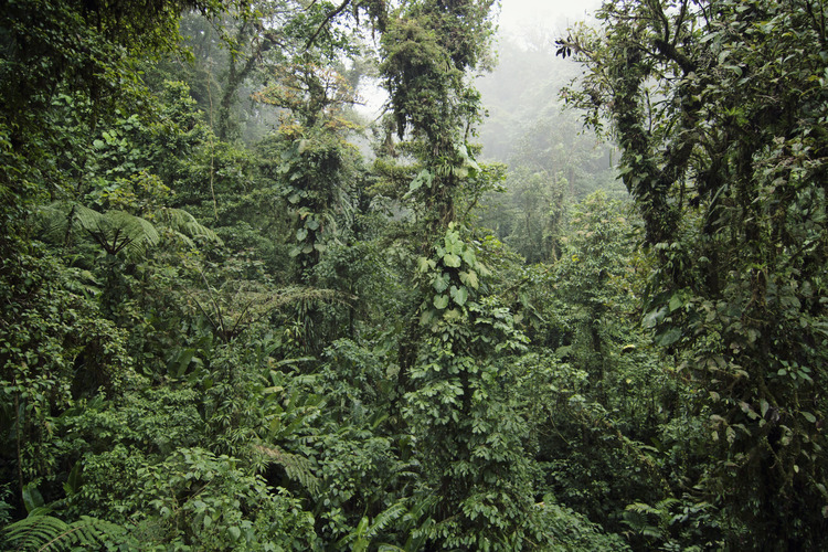 Cloud forest in Costa Rica